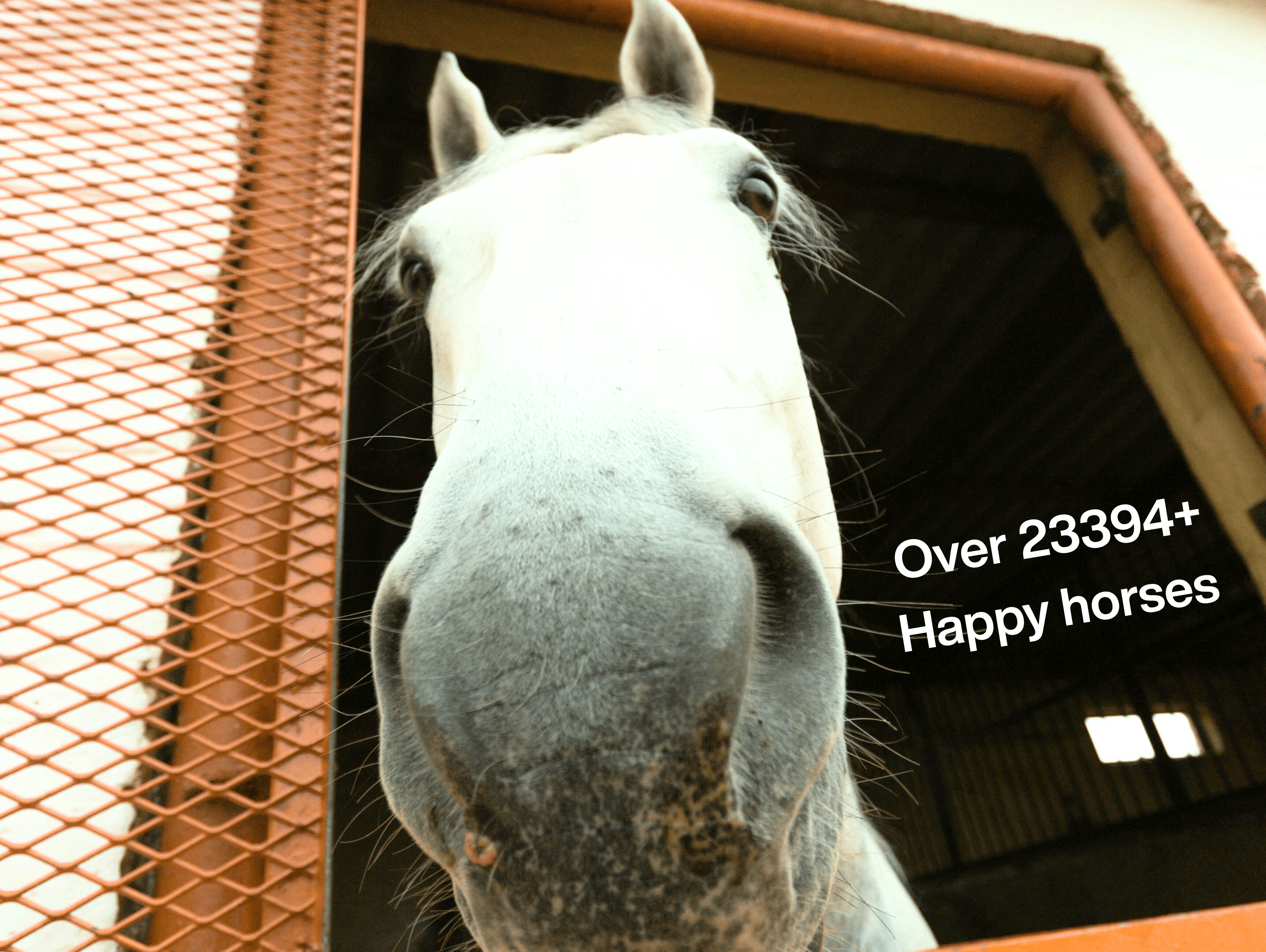 Champion horse background